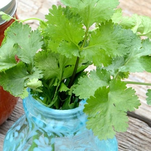 Cilantro Seeds, 45 Seeds for Easy to Grow Cilantro Herb