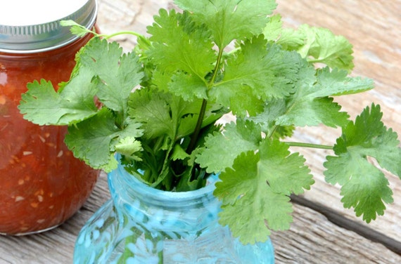Cilantro Seeds: Easy Grow Herb, Salsa & Asian Recipes (45 Seeds)