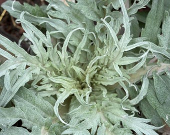 Cardoon Seeds, Cynara cardunculus Seeds, Wild Artichoke