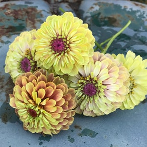 Queen Lime Blush Zinnia Seeds, Great Zinnia for Cut Flower Gardens and Butterfly Gardens