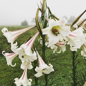 Formosa Lily, Lilium formosanum, 200 Seeds White Flowered Formosa Lily, Cut Flower Garden Favorite, Easy to Grow Lily Seeds