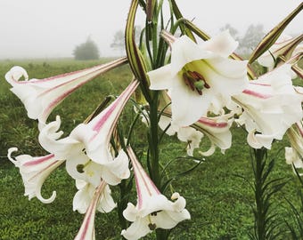 Semillas de lirio Formosa: Lilium Formosanum blanco fragante, una flor cortada favorita del jardín (más de 200 semillas)