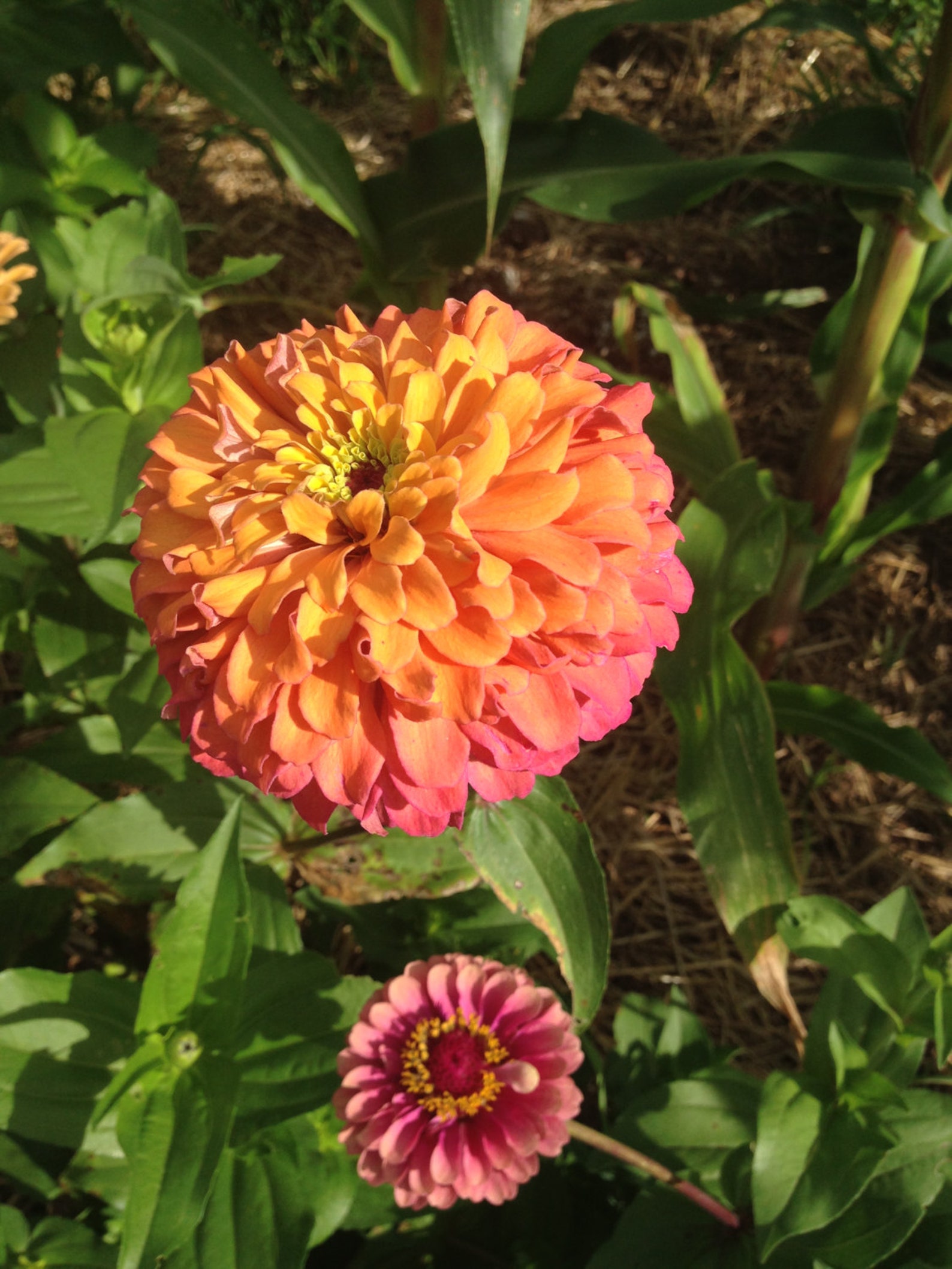 Pastel Zinnia Seeds Heirloom Zinnias Mix Pastel Zinnia Etsy