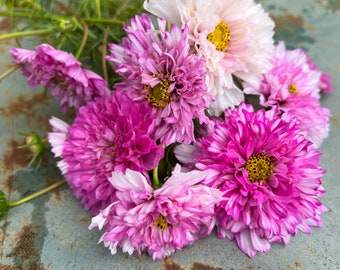 Double Click Pink Cosmos Seeds: Ruffled Bi-Color Blooms