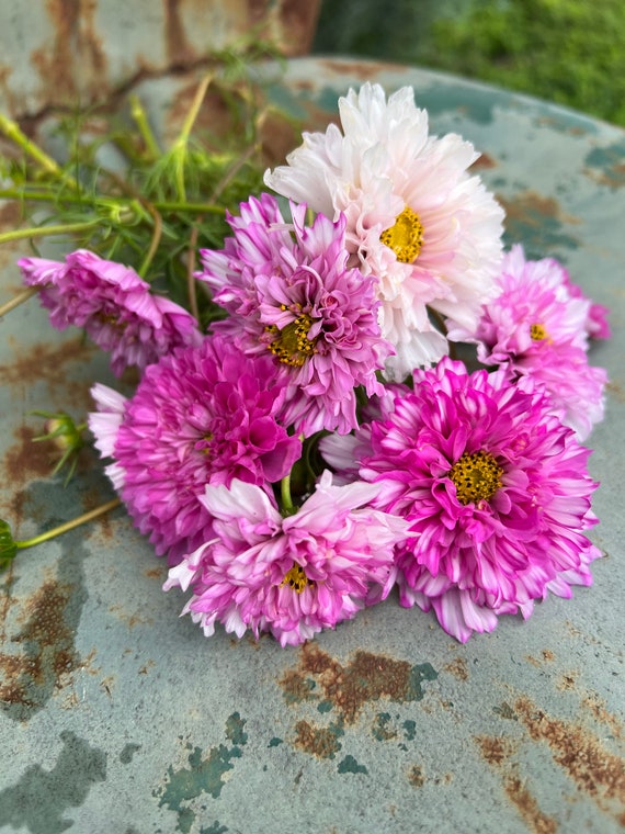 Double Click Pink Cosmos Seeds: Ruffled Bi-Color Blooms