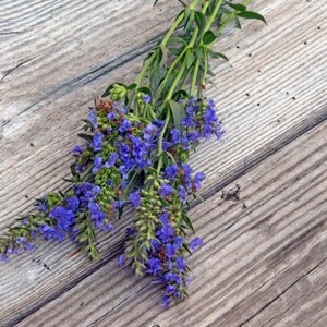 Pode incluir: Um ramo de flores de hissopo azuis e verdes sobre uma superf&iacute;cie de madeira envelhecida.