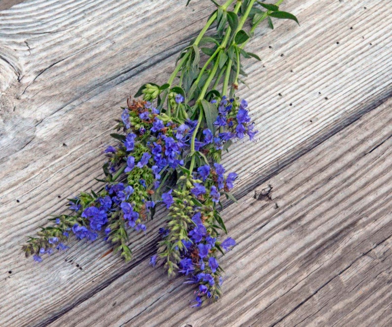 Pode incluir: Um ramo de flores de hissopo azuis e verdes sobre uma superf&iacute;cie de madeira envelhecida.
