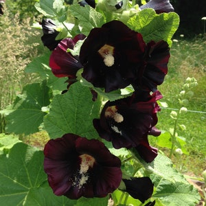 Black Hollyhock Seeds, Alcea rosea nigra, 25 Seeds for Cottage Garden Favorite Hollyhock image 4