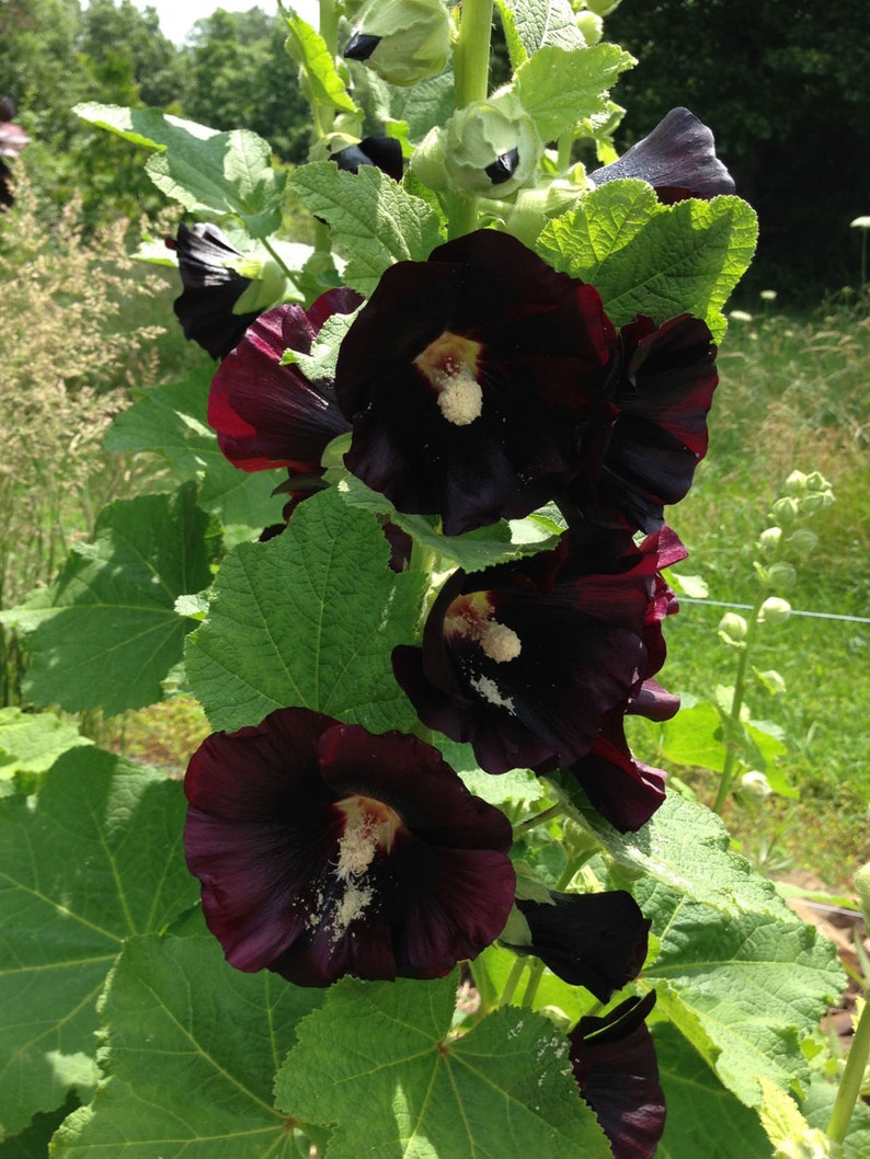 Black Hollyhock Seeds, Alcea rosea nigra, 25 Seeds for Cottage Garden Favorite Hollyhock image 4