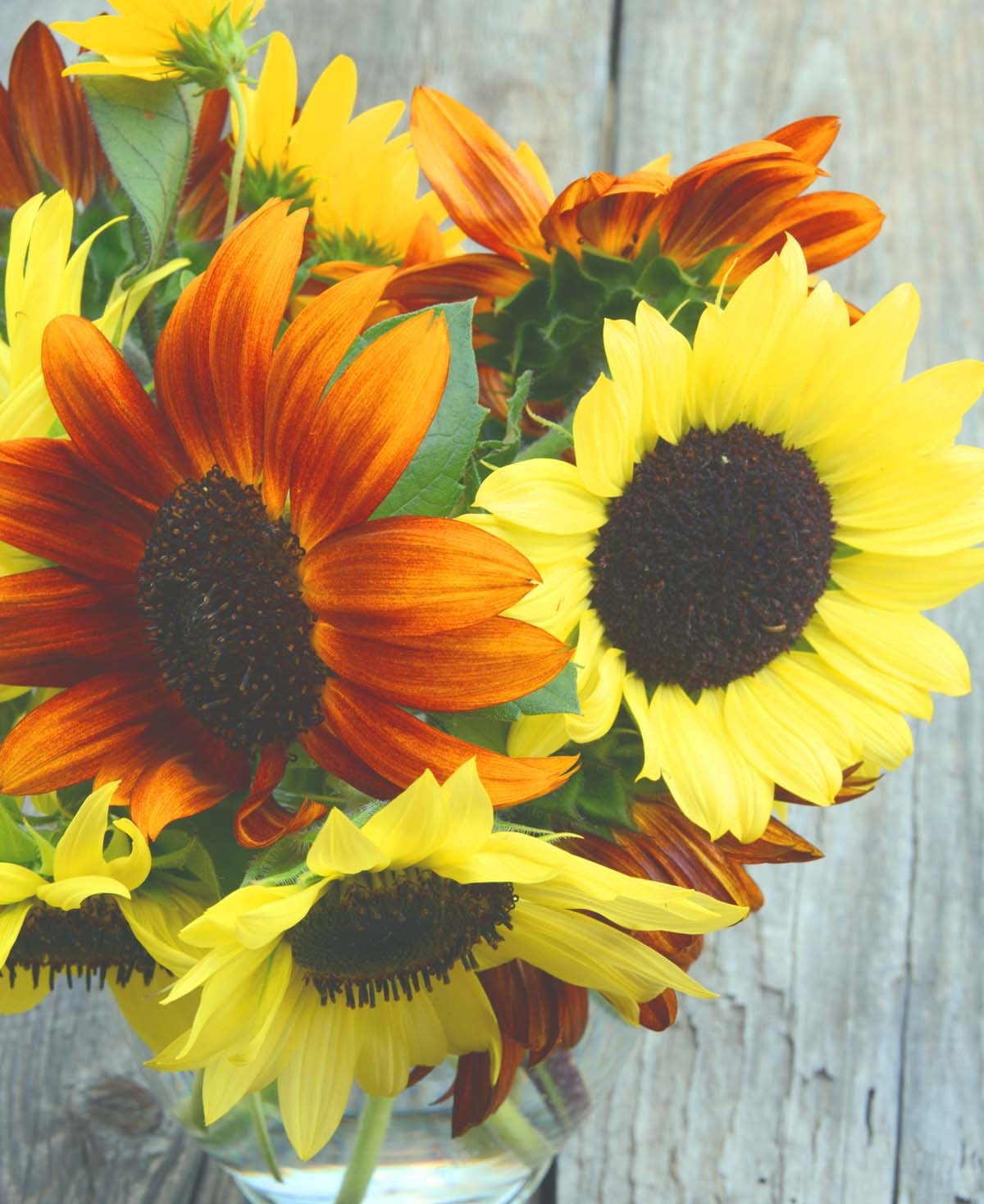 Sunflower Seeds Mixed Sunflowers Summer Garden Favorite Etsy