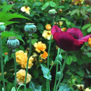 Mixed Poppy Seeds, Breadbox Poppies in Mixed Colors, Washed Papaver somniferum Seed image 5