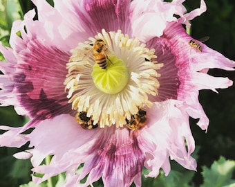 Mixed Poppy Seeds: Papaver somniferum, Breadbox Poppies (700+ Seeds)