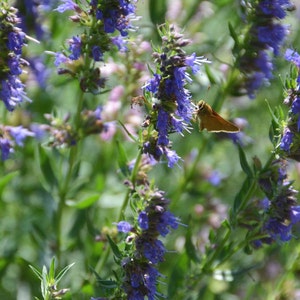 Pode incluir: Um close-up de uma borboleta com asas marrons pousada em um grupo de flores roxas. As flores est&atilde;o em flor e t&ecirc;m uma apar&ecirc;ncia delicada e plumosa.