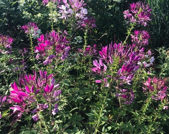 Cleome Seeds, Spider Flowers in Mixed Colors, Great for Butterfly Gardens