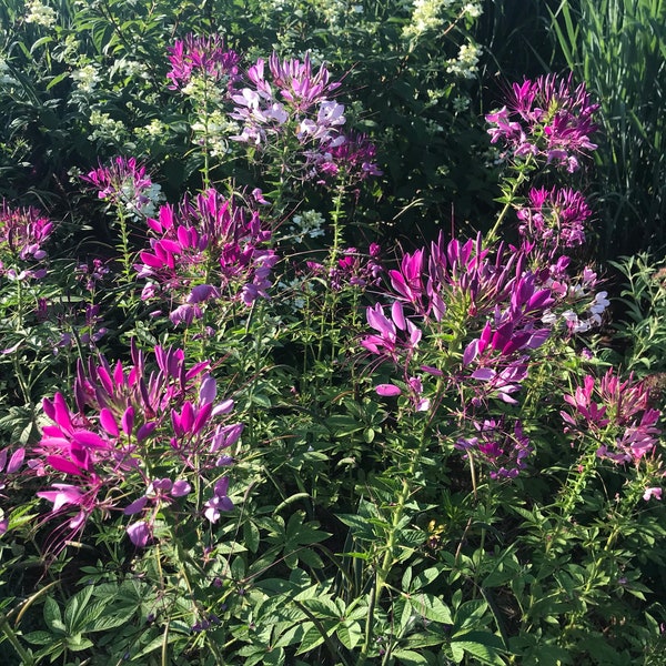 Cleome Seeds, Spider Flowers in Mixed Colors, Great for Butterfly Gardens