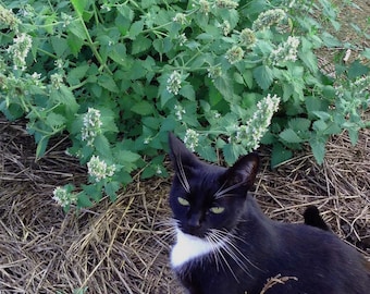 Catnip Seed, Nepeta cataria Seed, 200 Catnip Seeds, Great for Pollinator Gardens and Bee Friendly Gardening