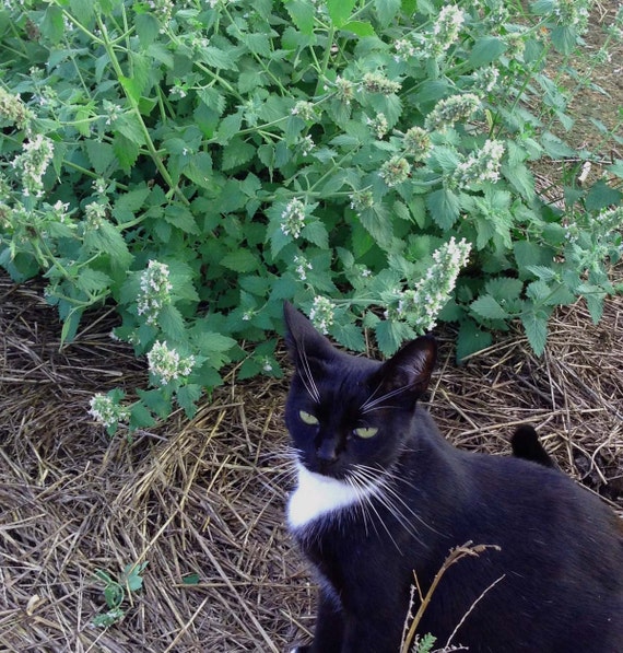 theseedhouse 50 Seeds Nepeta Cataria Seeds Catnip-Perennial Herb Felines Love