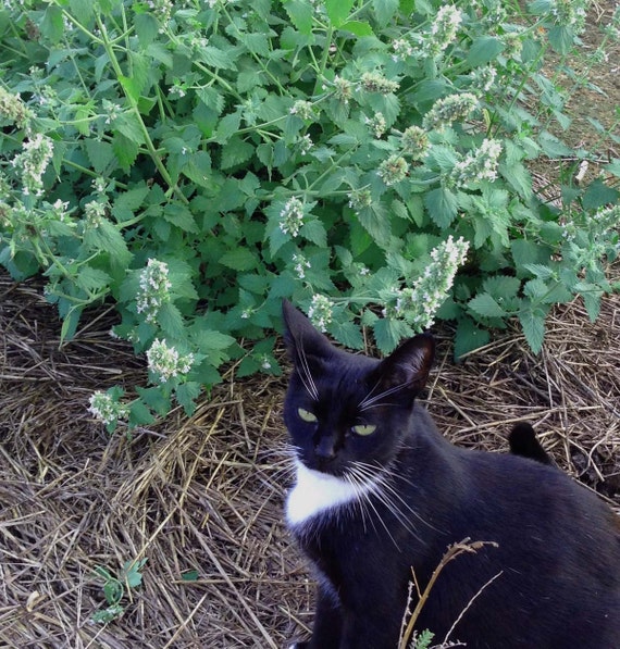 Catnip Seed, Nepeta Cataria Seed, 200 Catnip Seeds, Great for