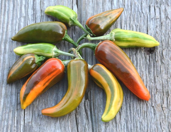 Fish Pepper Seeds, Heirloom Variegated Hot Peppers, 25 Seeds