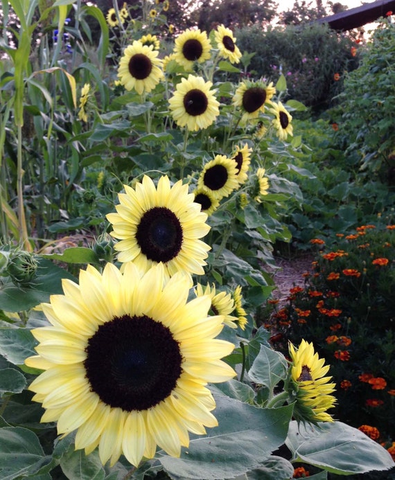 Valentine Sunflower Seeds: Pale Yellow Cut Flowers, Pollinator Garden - Etsy