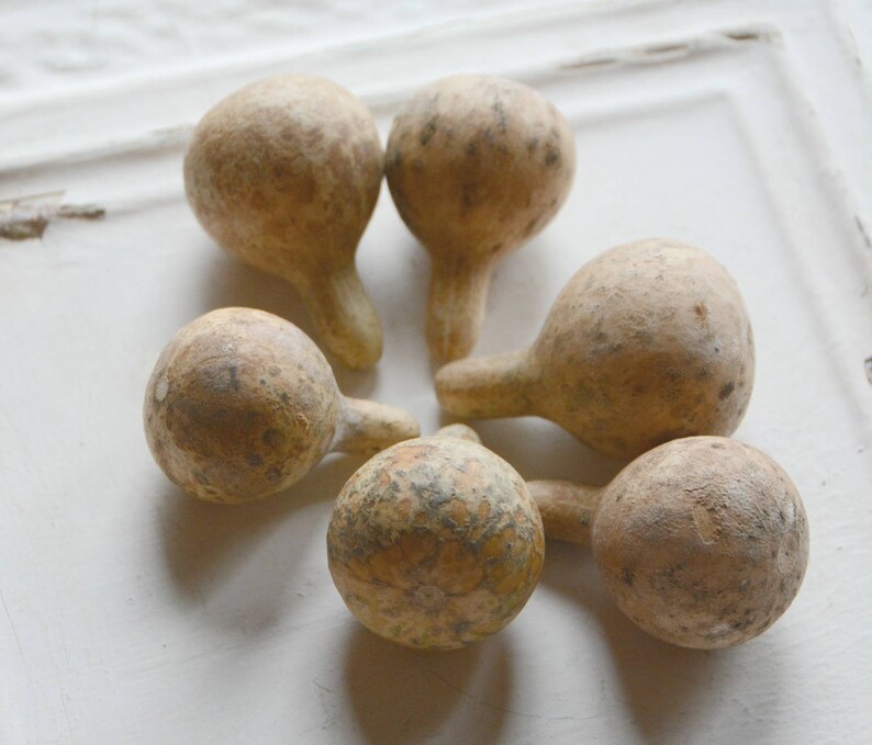 gord seeds gord seeds