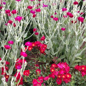 Rose Campion Seeds, Lychnis coronaria, Heirloom Seeds, Cottage Style Garden Favorite, Great Drought Tolerant Perennial Plant image 2