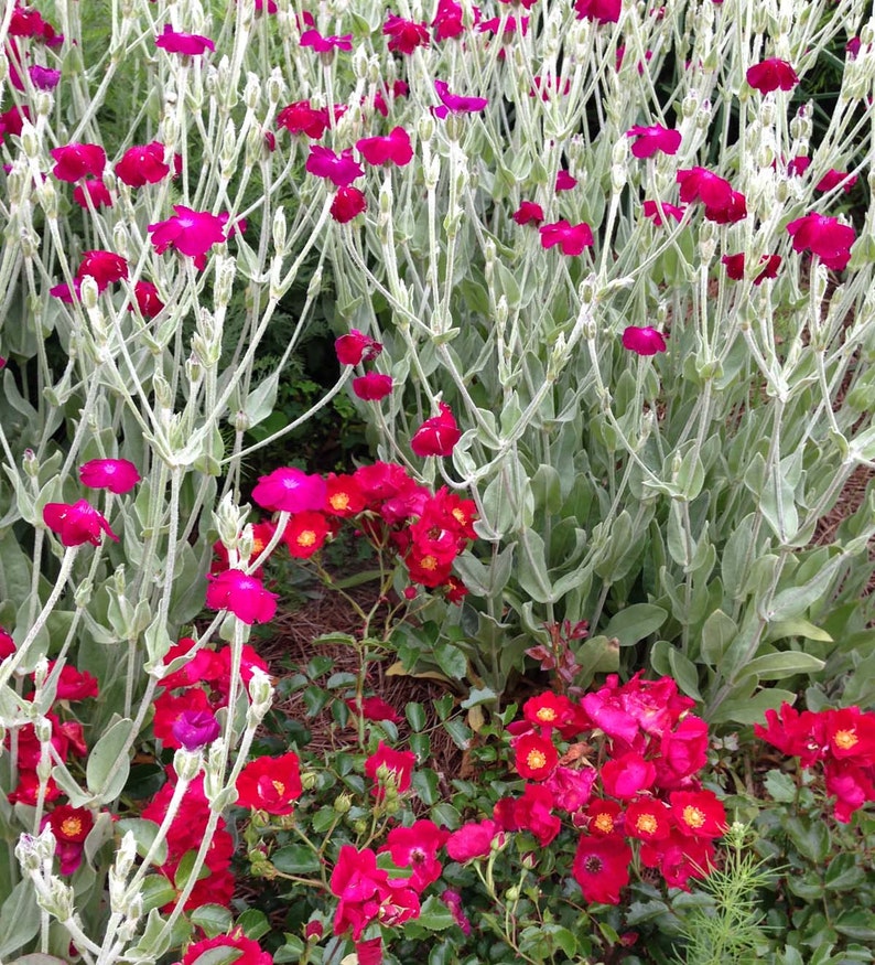 Rose Campion Seeds, Lychnis coronaria, Heirloom Seeds, Cottage Style Garden Favorite, Great Drought Tolerant Perennial Plant image 2