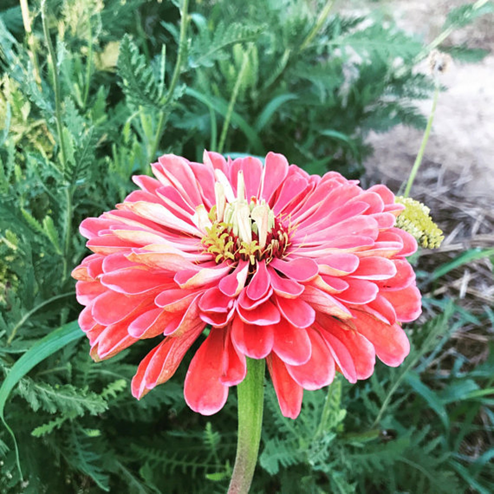 Pastel Zinnia Seeds Heirloom Zinnias Mix Pastel Zinnia Etsy