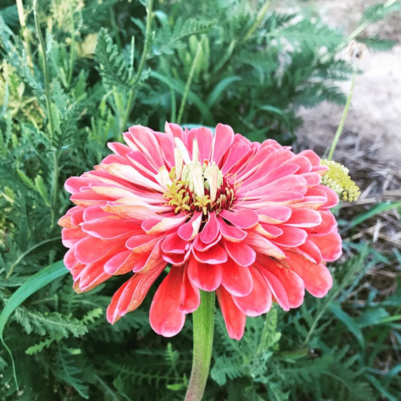 Pastel Zinnia Seeds Heirloom Zinnias in Mixed Pastel Shades Etsy