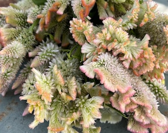 Champagne Mix Celosia Seed, 50 Seeds Pastel Celosia, Great for Cut Flower Gardens