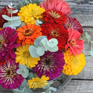 Benary's Giant Mix Zinnia Seeds, 25 Seeds for Mixed Color Zinnias image 3