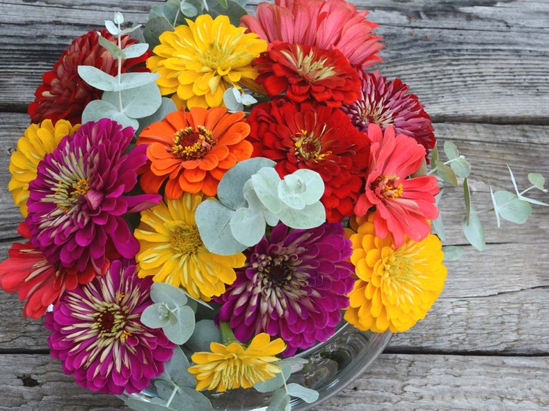 Benary's Giant Mix Zinnia Seeds, 25 Seeds for Mixed Color Zinnias image 3