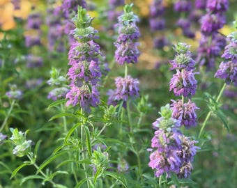 Lemon Bergamot Seeds: Fragrant Herb, Butterfly Garden