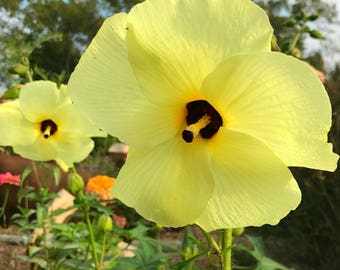 Sunset Hibiscus Seeds: Lemon Yellow Blooms, Bee-Friendly Garden