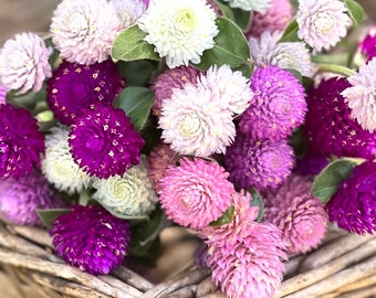 Formula Mix Gomphrena, 25 Seeds Globe Amaranth in Mixed Colors, Great for Cut Flower Gardens