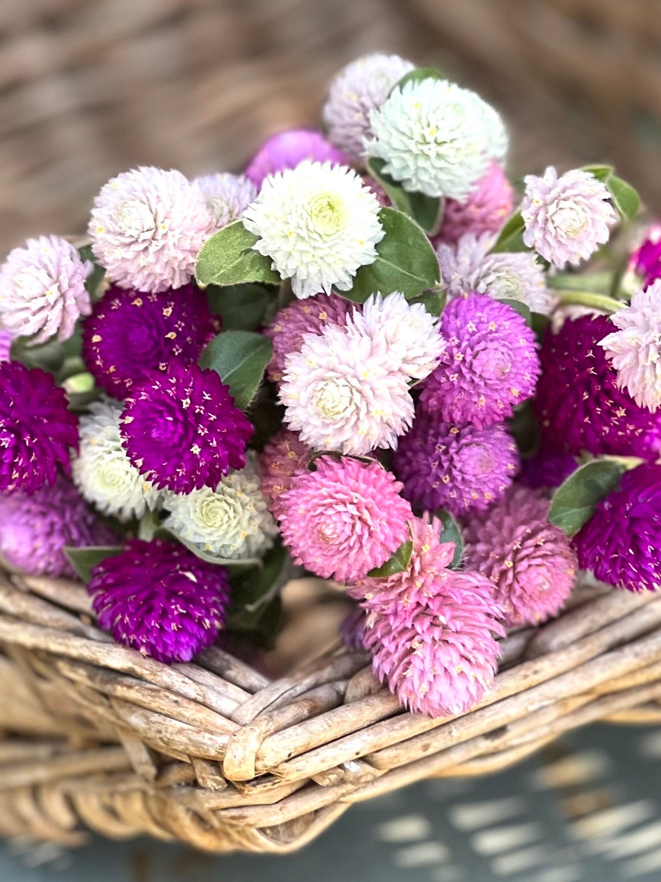 Buy Formula Mix Gomphrena 25 Seeds Globe Amaranth in Mixed Online in India - Etsy