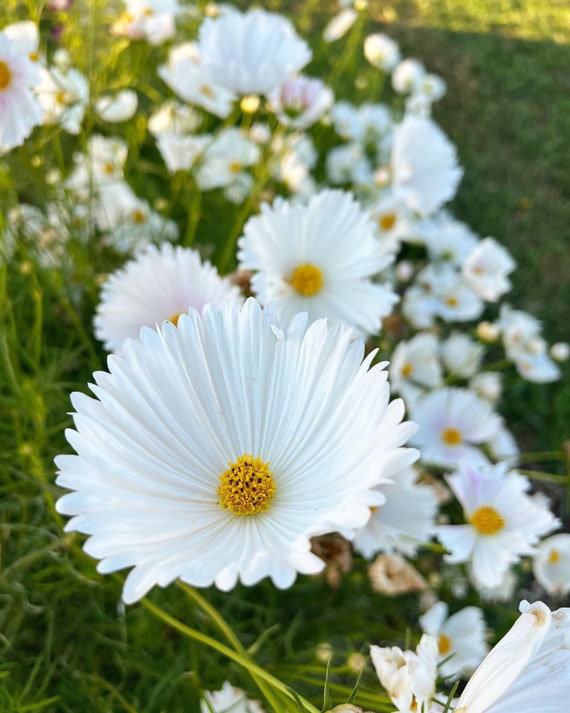 White Cupcake Cosmos Seed, Great Wildflower Seed for Cut Flower Gardens