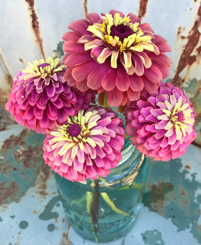 Queen Red Lime Zinnia, 20 Seeds Red Lime Zinnia, Great for Cut Flower Gardens and Butterfly Gardens image 1