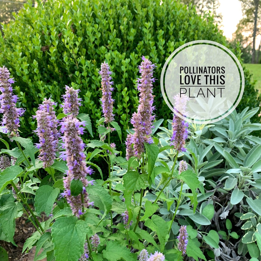 Anise Hyssop Seed Purple Agastache Foeniculum Etsy
