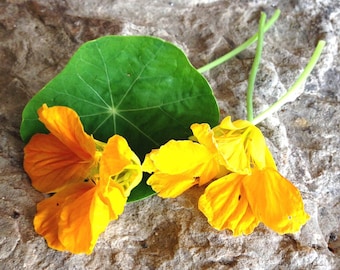 Mixed Nasturtium Seeds: Tall, Colorful Blooms - 20 Seeds