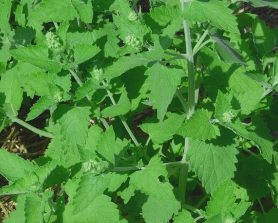 Catnip Seeds-Nepeta Cataria – Hortyjardín