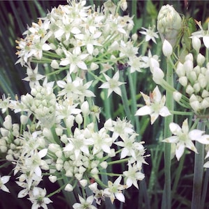 Garlic Chive Seeds, Herb Garden Seed, Easy to Grow Chive Seeds, Great for Container Gardening and Small Space Gardens