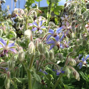 Borage Seeds, Heirloom Herb Seed, Borago officinalis, Great for Bee Gardens, Easy to Grow Herb Garden Favorite