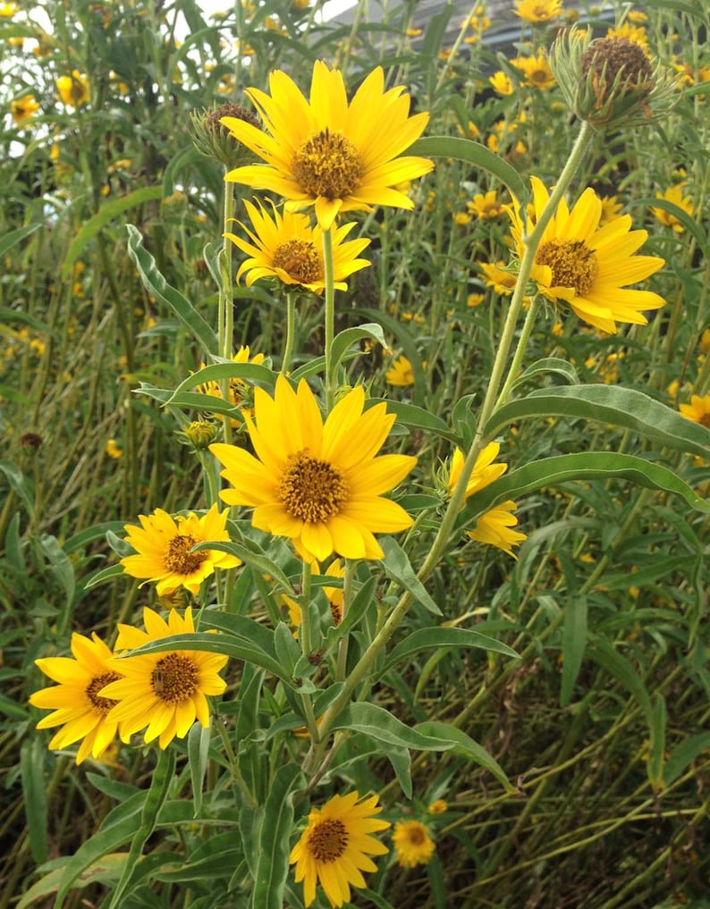 Helianthus Maximiliani Sunflower Seeds 100 Seeds Perennial Etsy
