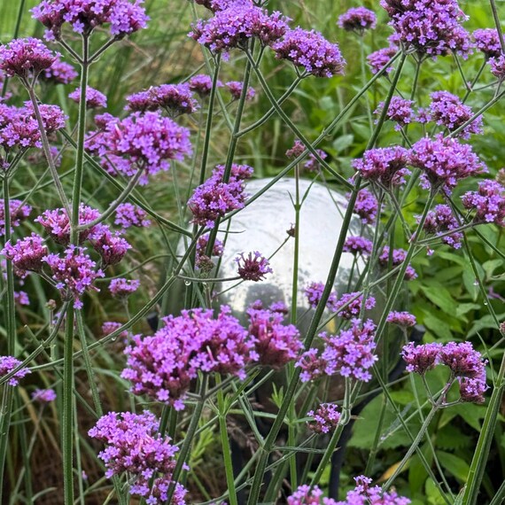 Verbena Bonariensis Seeds: Purple Flowers, Butterfly Garden