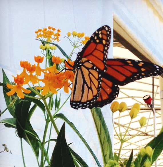 Deluxe Butterfly Garden Seed Kit Heirloom Seeds for Butterfly Etsy
