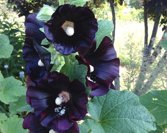 Black Hollyhock Seeds, Cottage Garden Flower, Heirloom Hollyhocks, Alcea rosea nigra, Great for Sunny Gardens and Pollinators