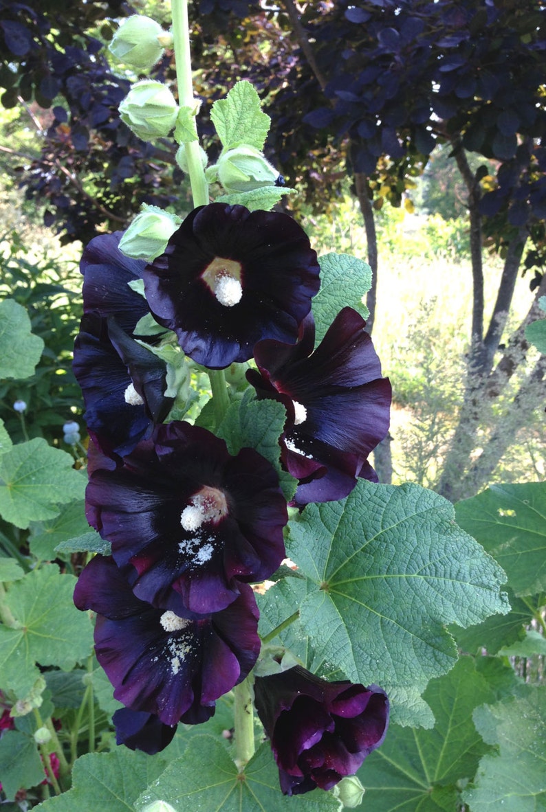 Black Hollyhock Seeds, Alcea rosea nigra, 25 Seeds for Cottage Garden Favorite Hollyhock image 2