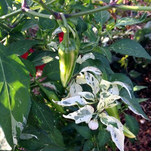 Striped peppers and variegated foliage make this a beautiful choice for container gardens
