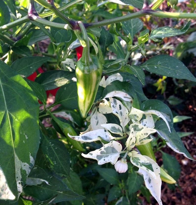Hot Pepper Seeds Fish Peppers Heirloom Pepper Seeds Great Hot Pepper Seeds Fish Peppers Heirloom Pepper Seeds Great